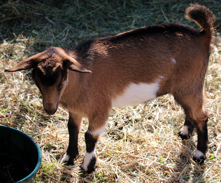 Goats for Sale Camanna