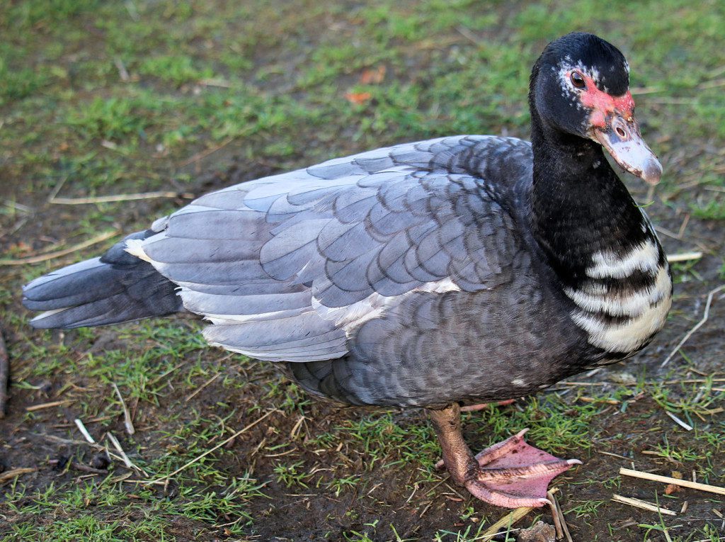 Muscovy_Angelica_posed2