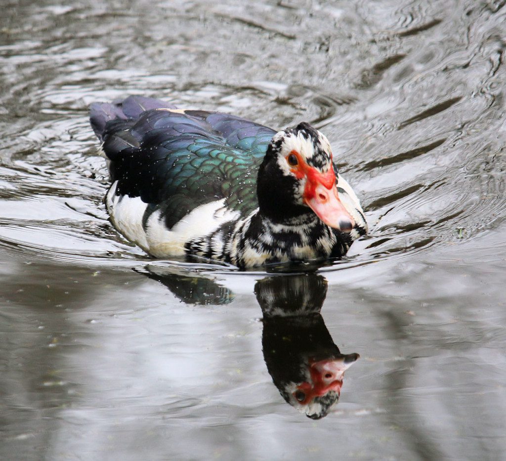 Muscovy_Bethany_swims