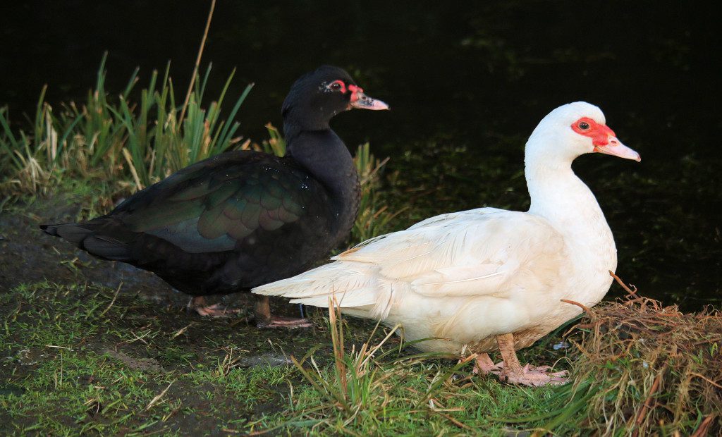 Muscovy_Juliet_Pearl_by_pond
