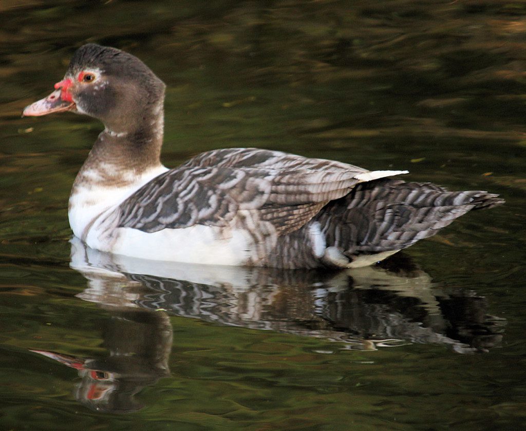 Muscovy_Lacey_swims