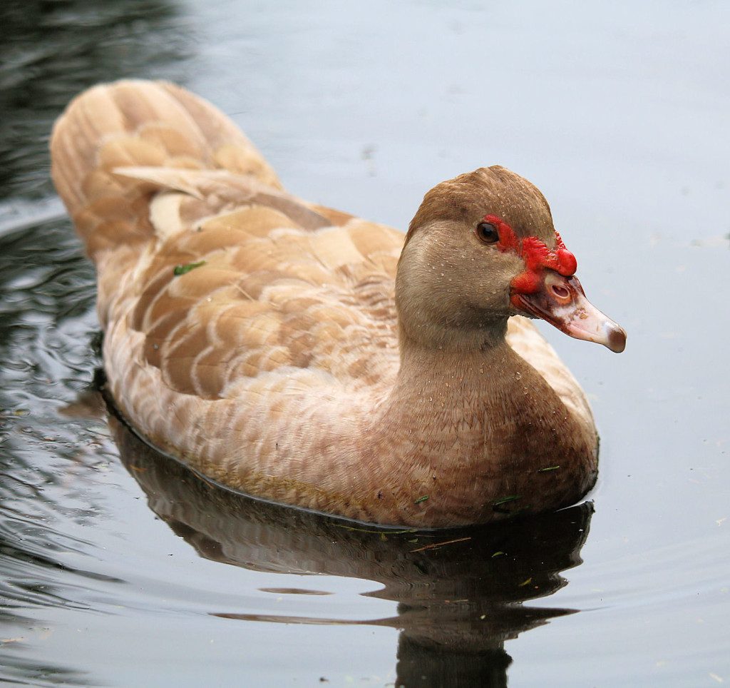 Muscovy_Louise_front_swimming