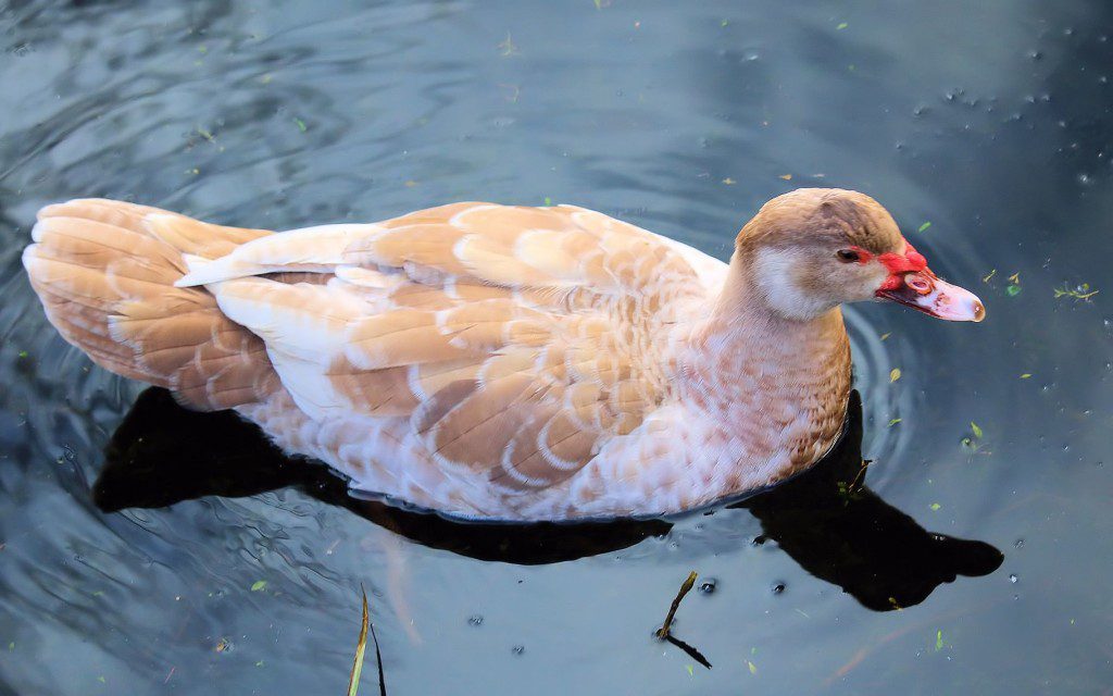 Muscovy_Louise_swimming