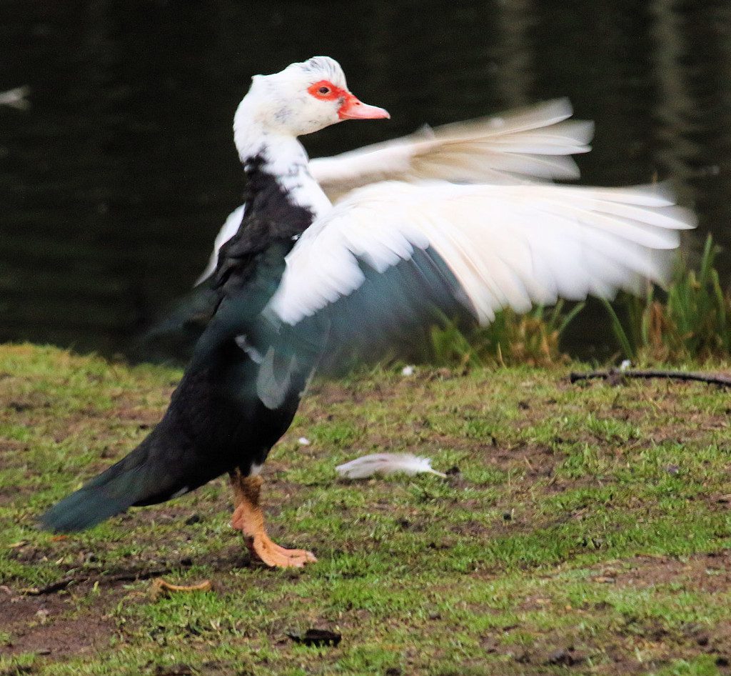 Muscovy_Sally_flasps