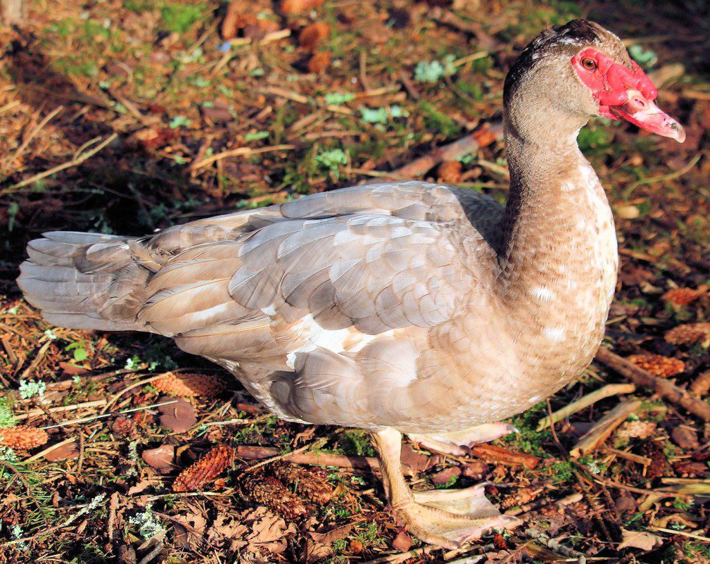 Muscovy_Stetson_posed