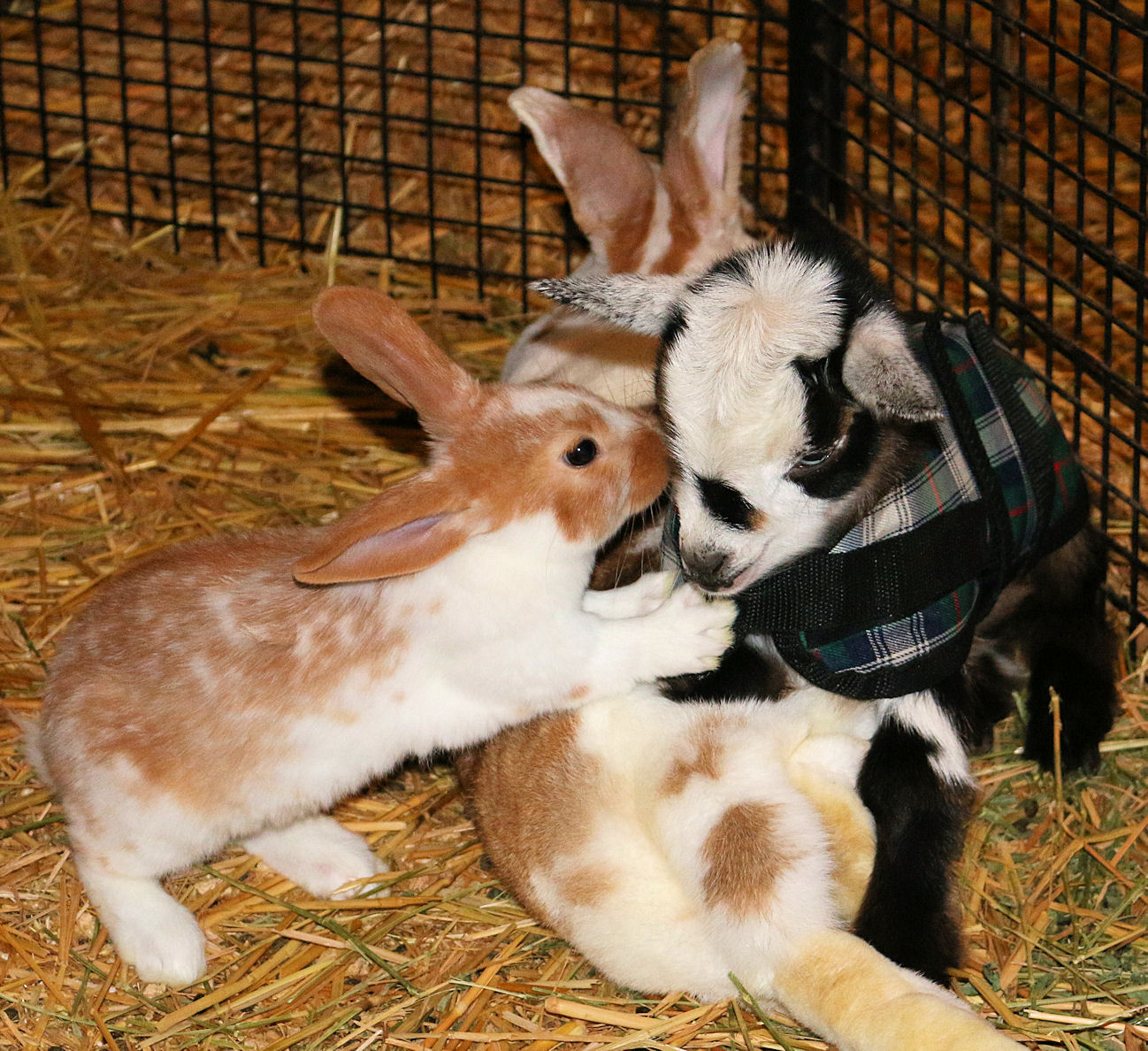 Triumph gets bunny kisses