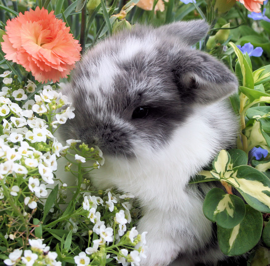 bunny - gray