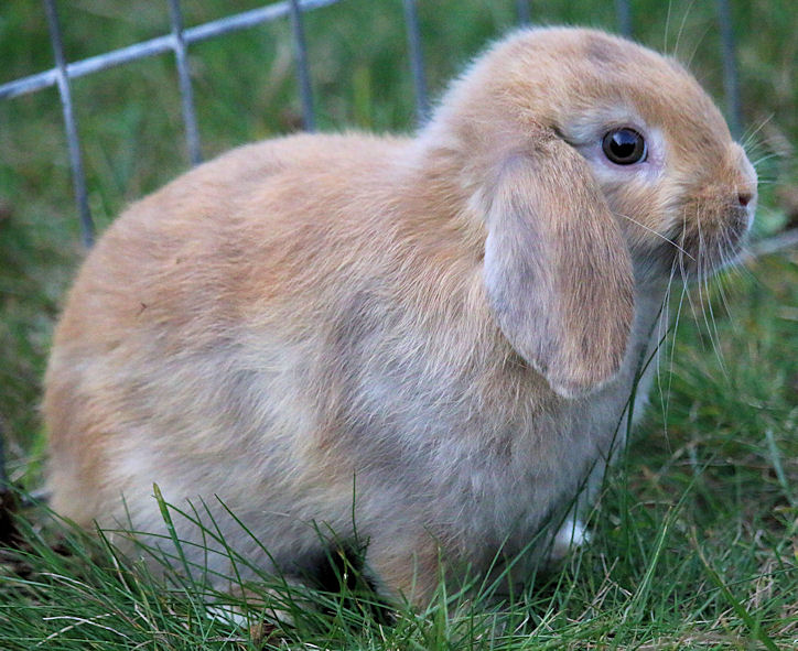 bunny-harliequin-doe