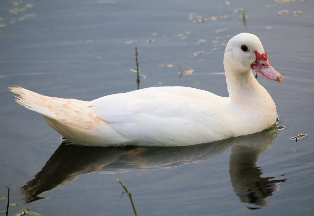 duckling swan