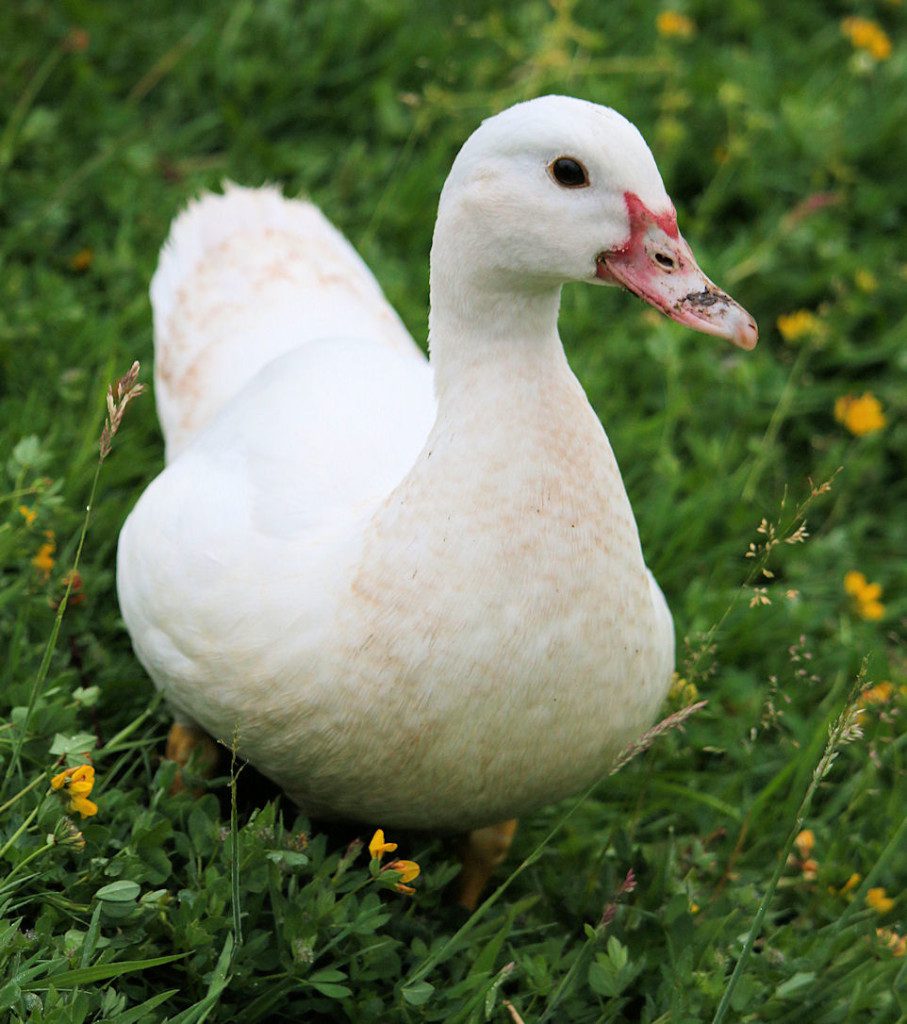 duckling white with buff