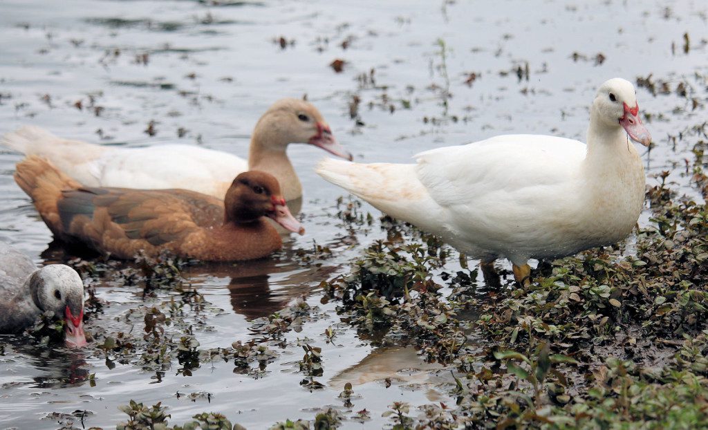 ducklings in muddy pond