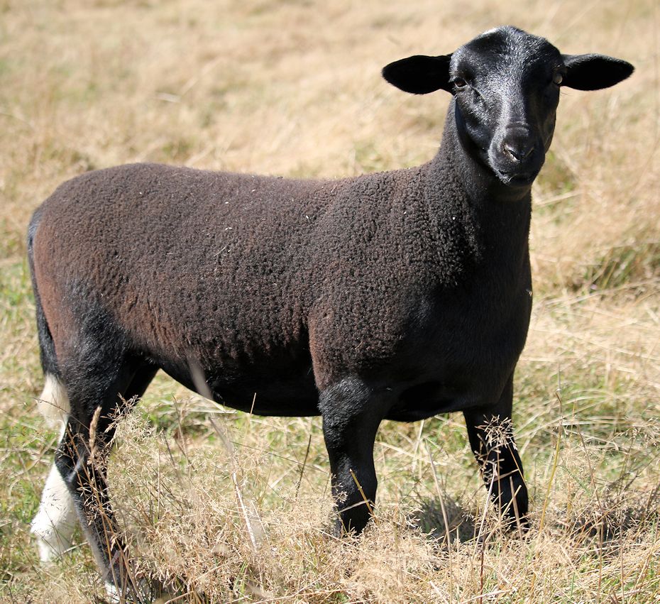 2016-ewe-lamb