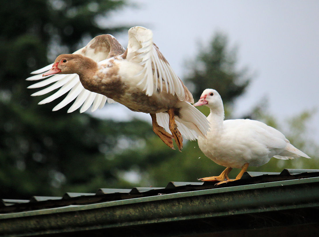 duckling-flying-off-barn