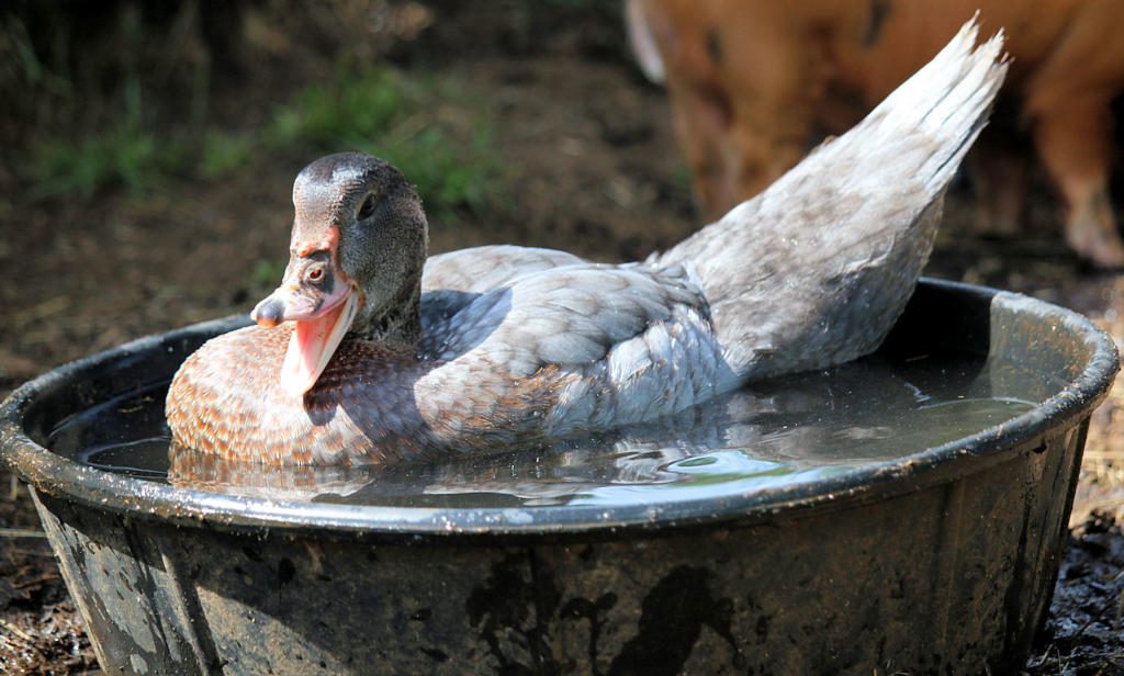 duckling-in-tub