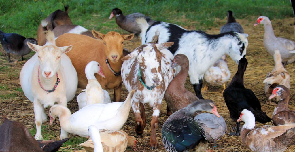 ducks-and-goats-2
