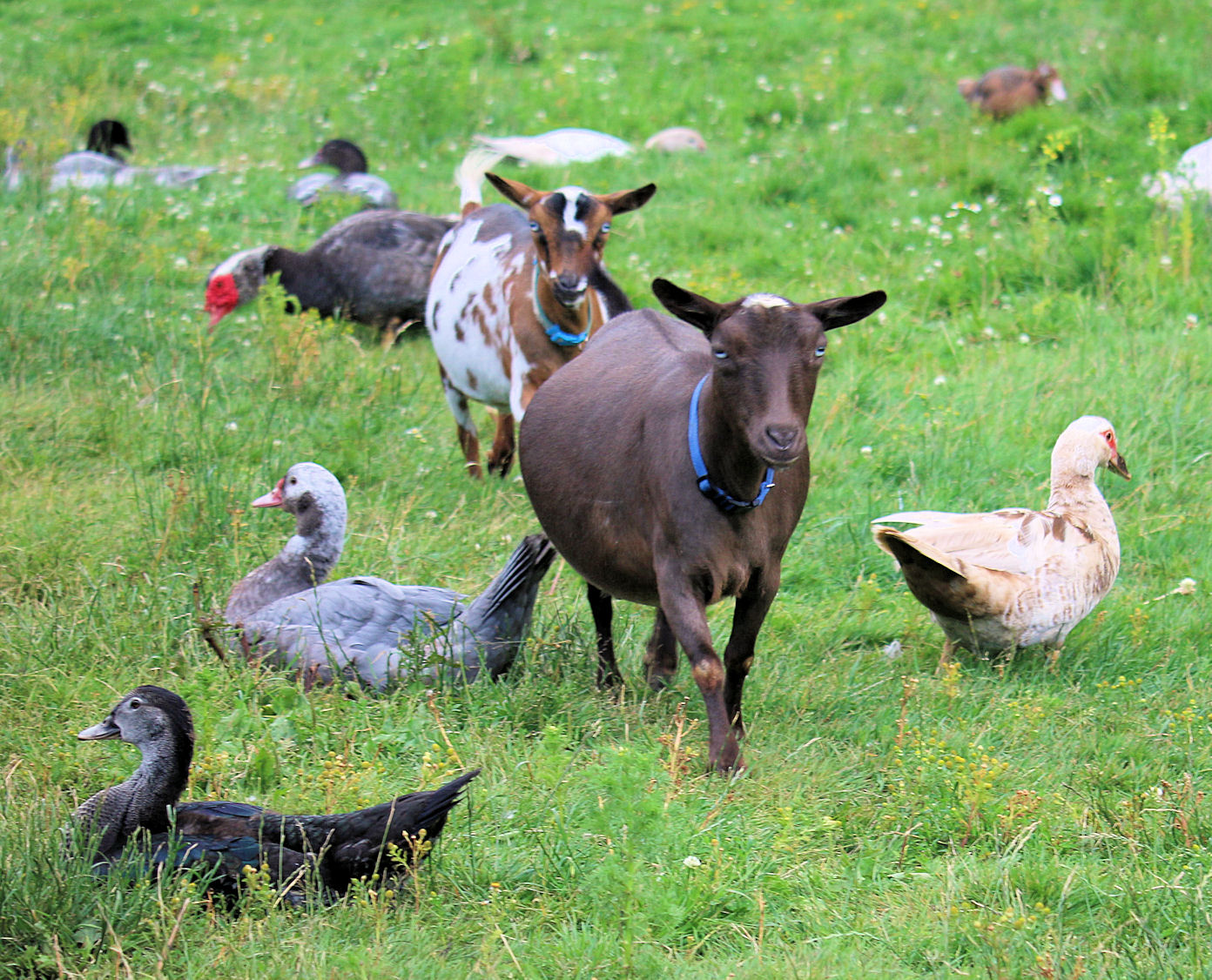 ducks-and-goats