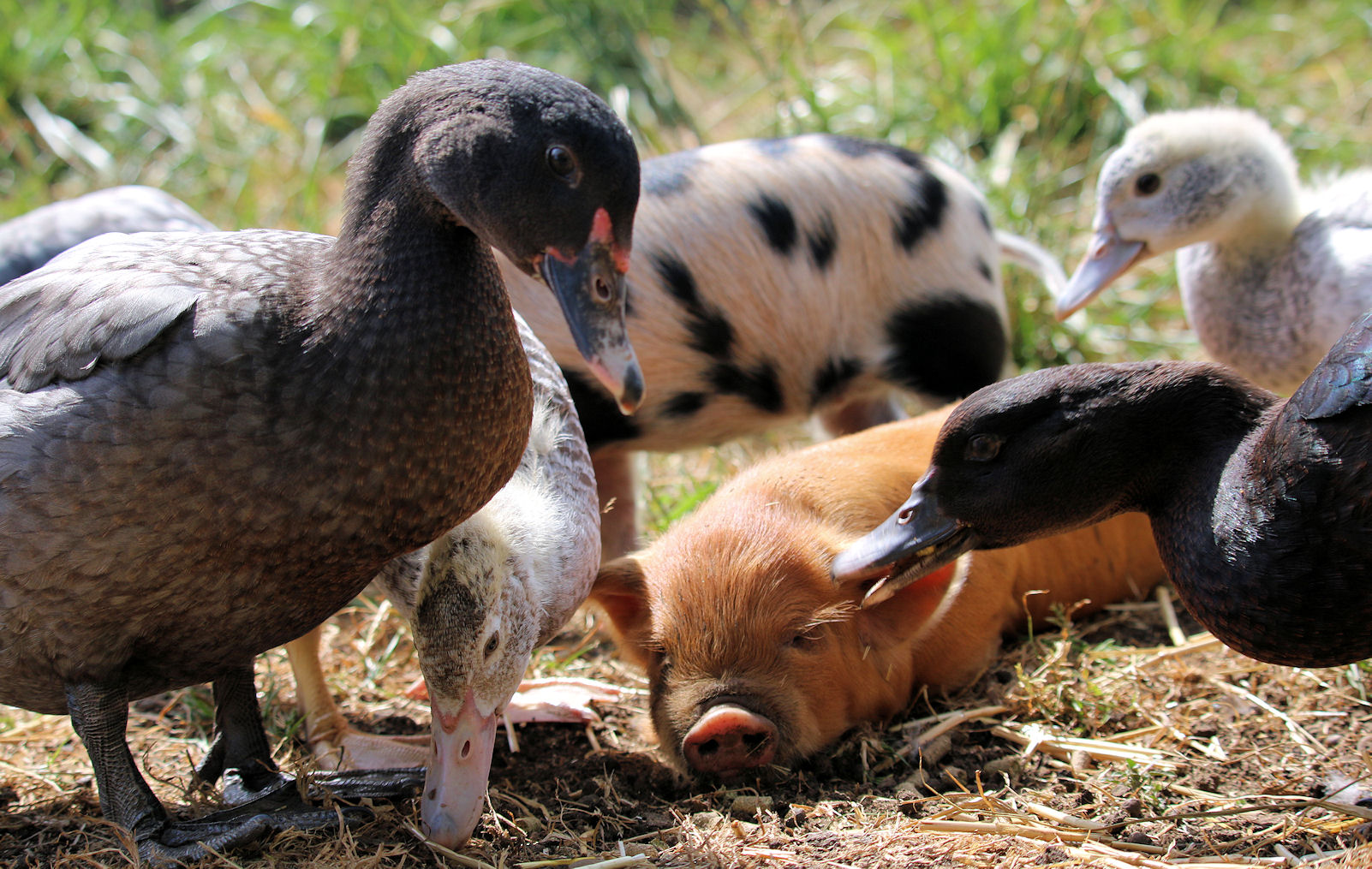 piglets-and-ducklings-2