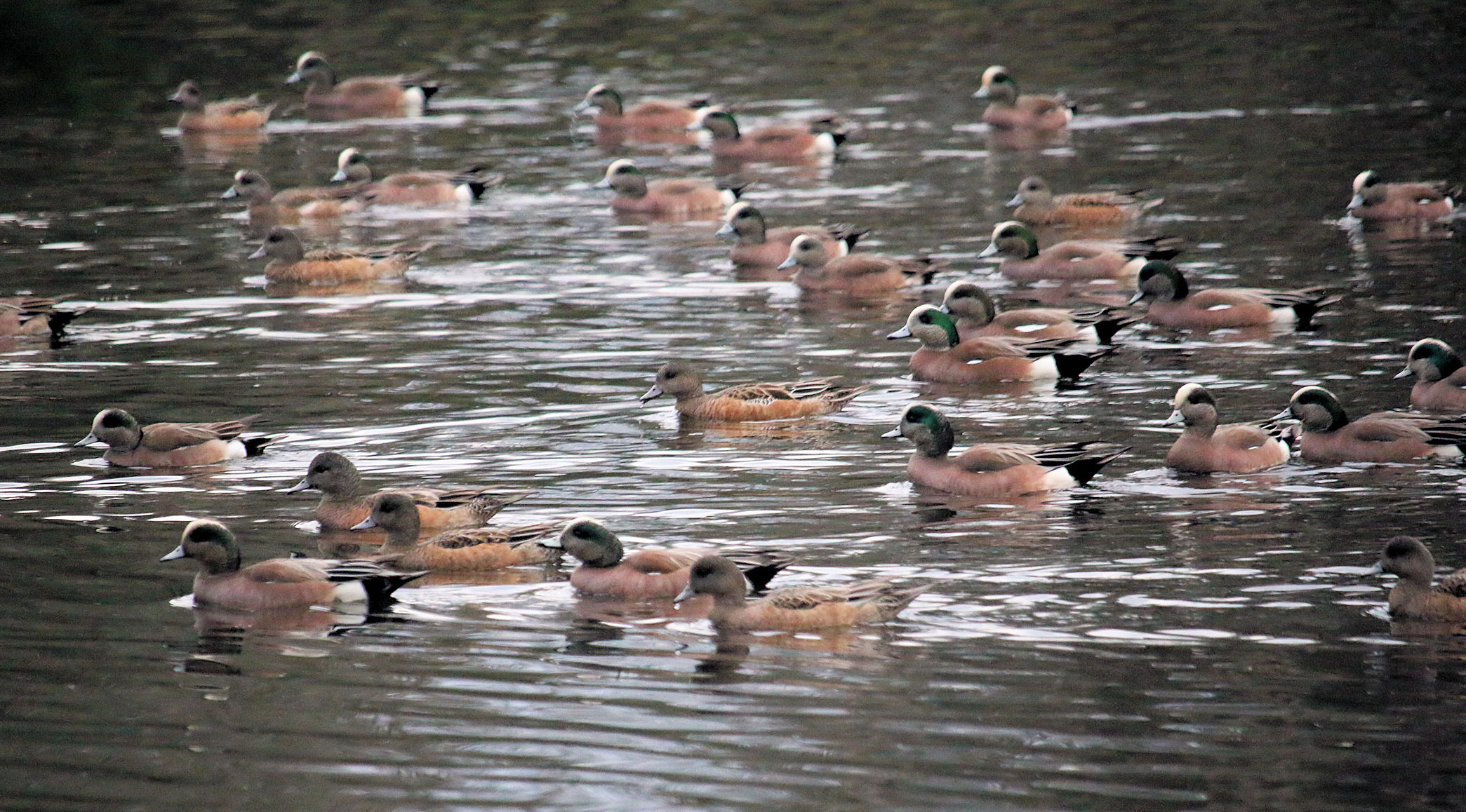 wild-ducks-on-pond