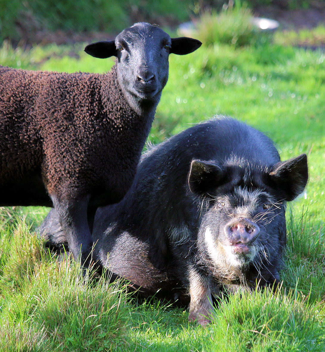 lamb-and-pig