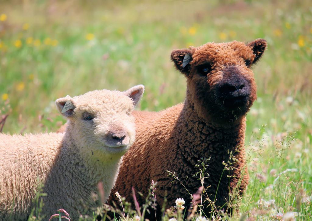 Babydoll lambs 1