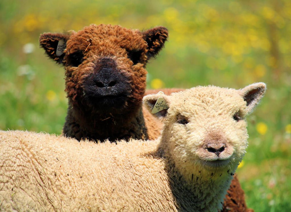 Babydoll lambs 2