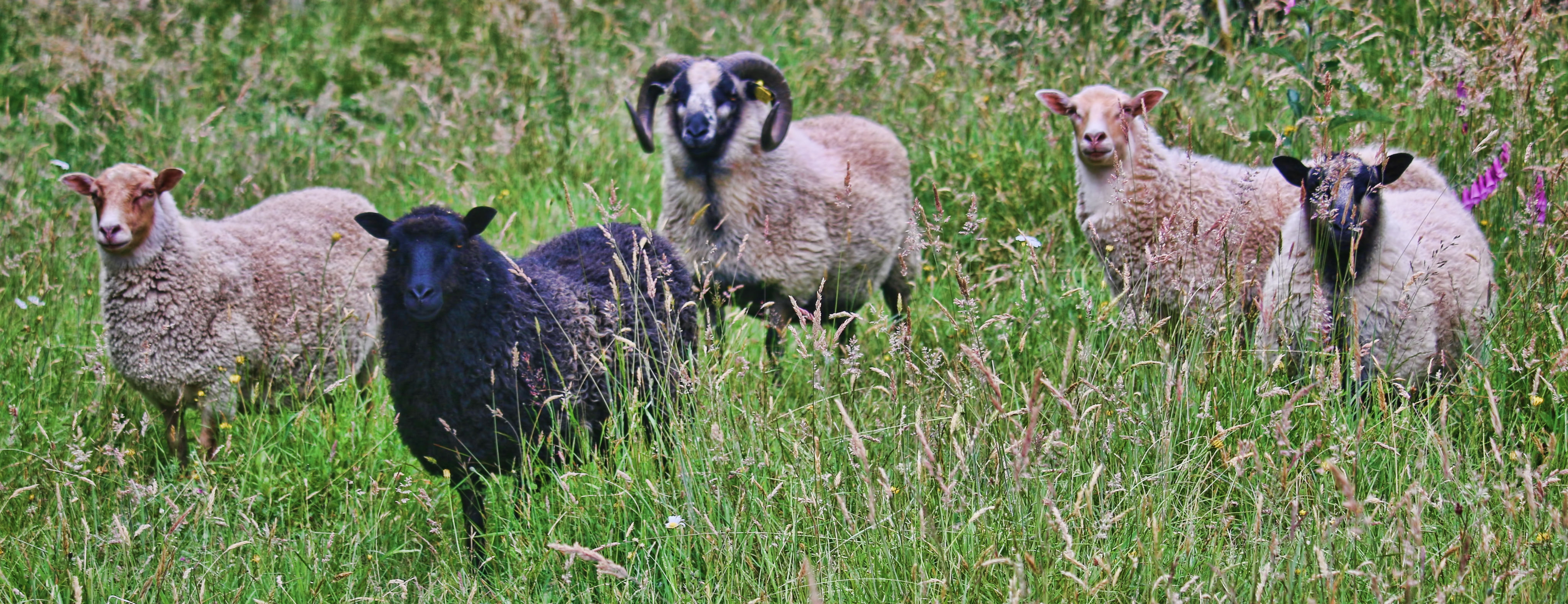 Shetland Sheep cover