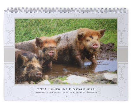 2021 KuneKune cover