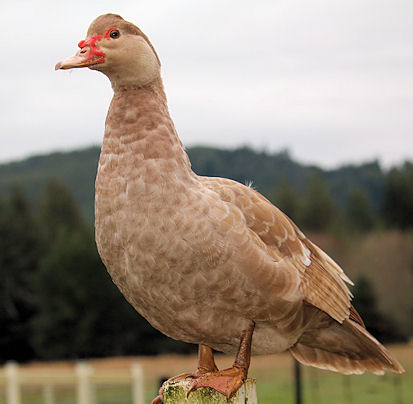 muscovy duck chocolate