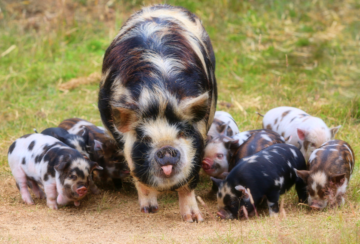 KuneKune Pigs – Camanna's Petite Paradise