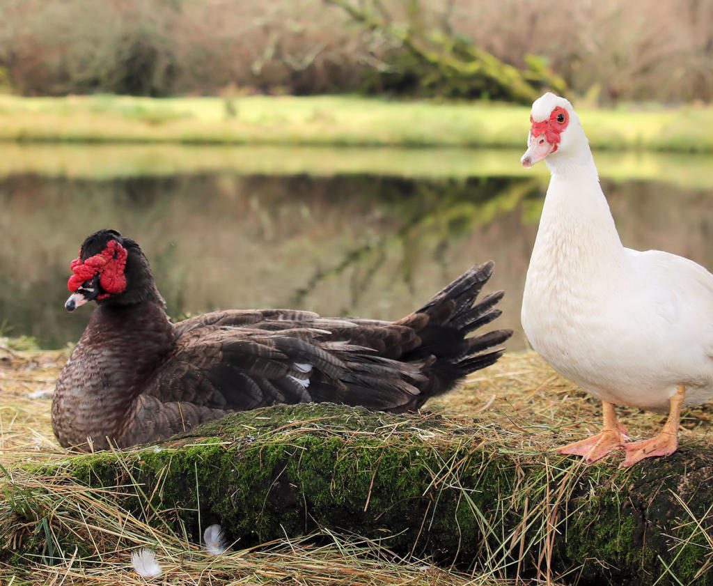 Muscovy Bronson and Pearl