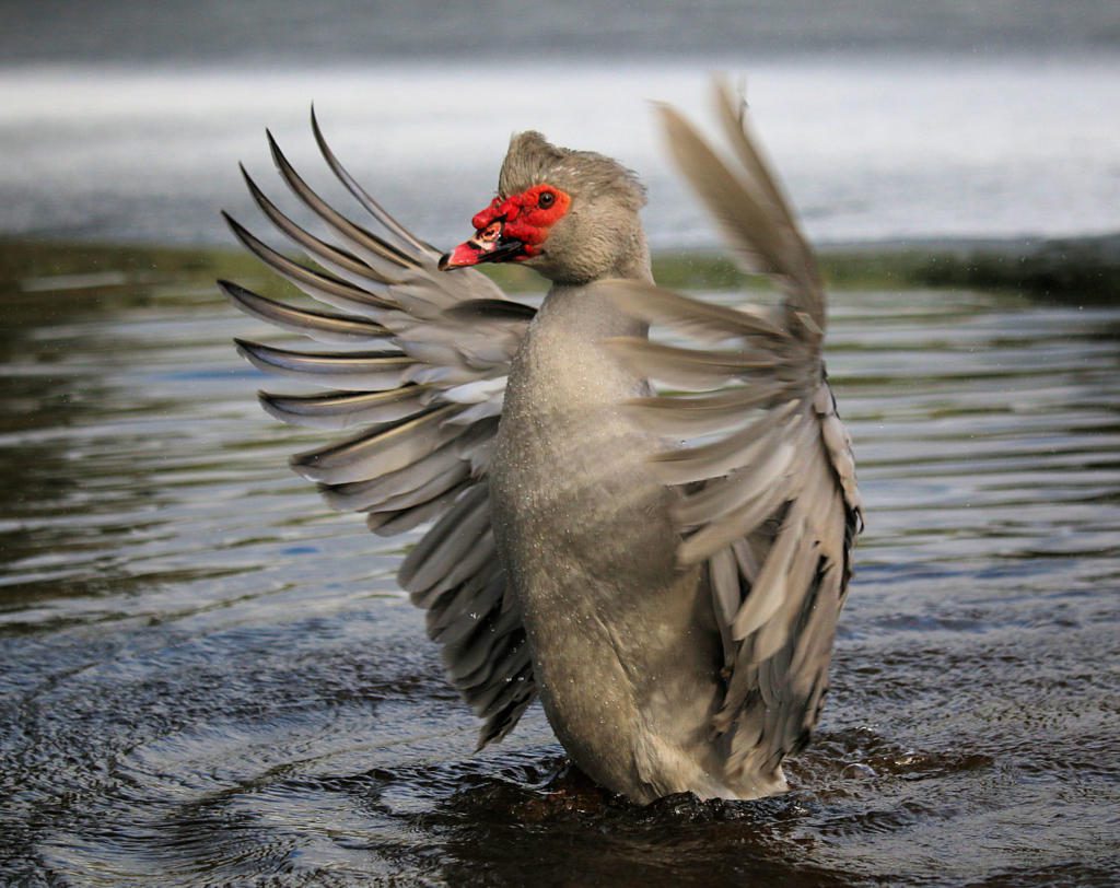 Muscovy Sterling in ice pond