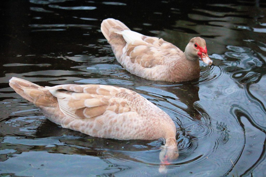 Muscovy_Thelma_Louise_swim_together