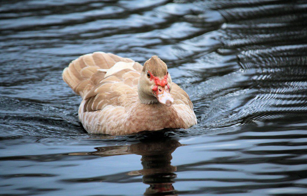 Muscovy_Thelma_swimming2
