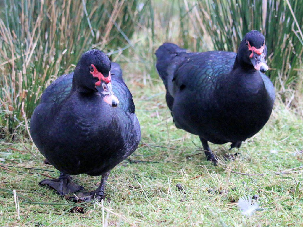 black hens