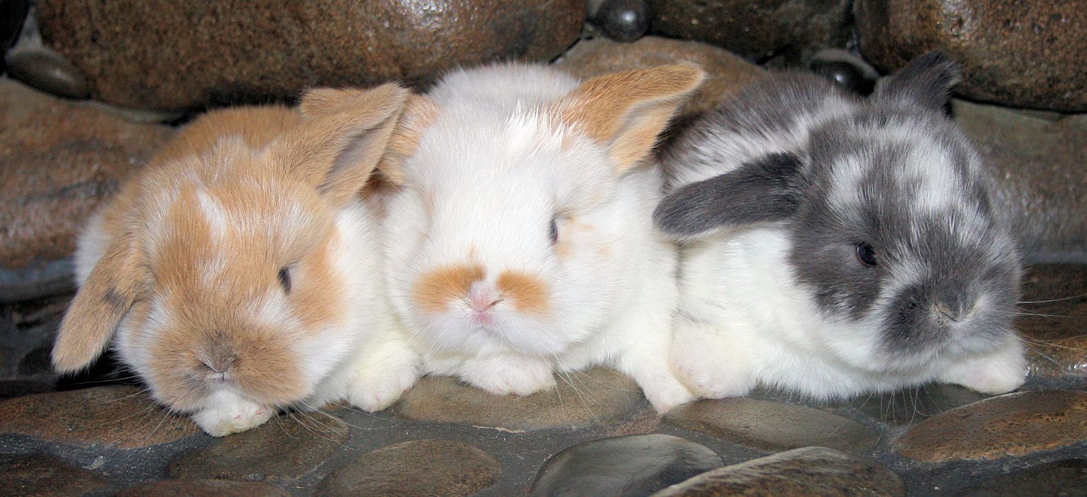 bunny trio 4