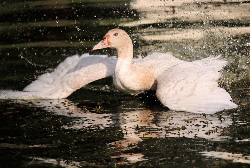 duckling buff on pond