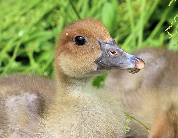 duckling close up