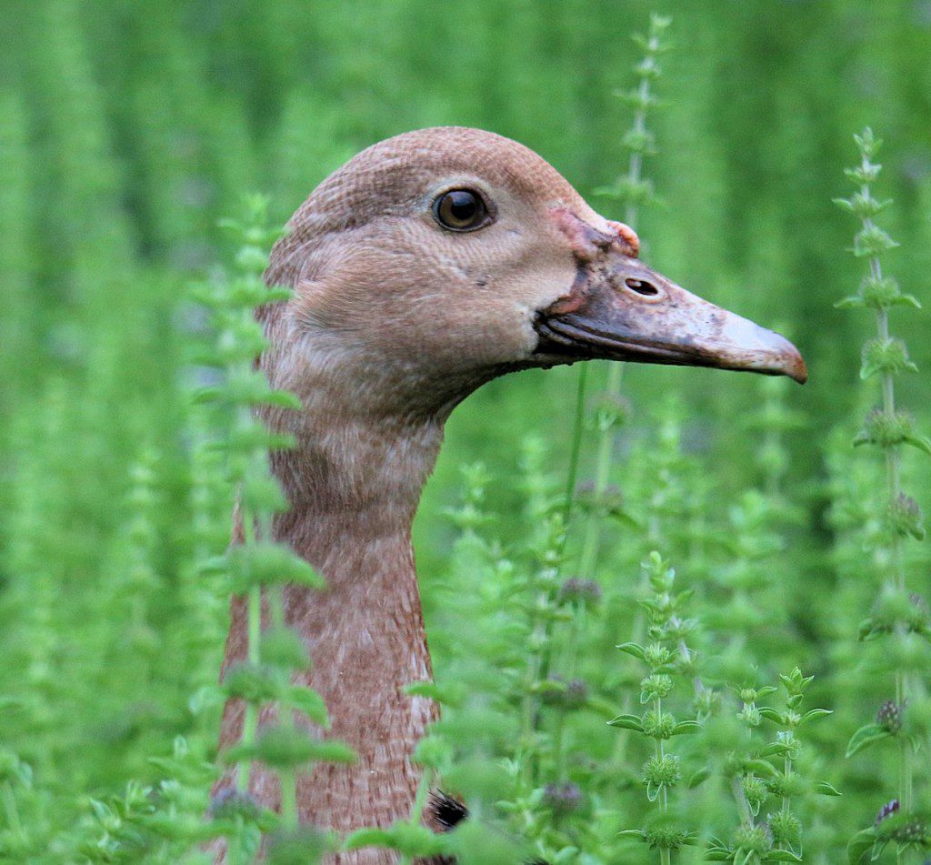 duckling head in weeds