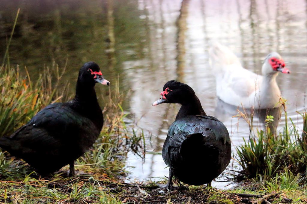ducks by pond