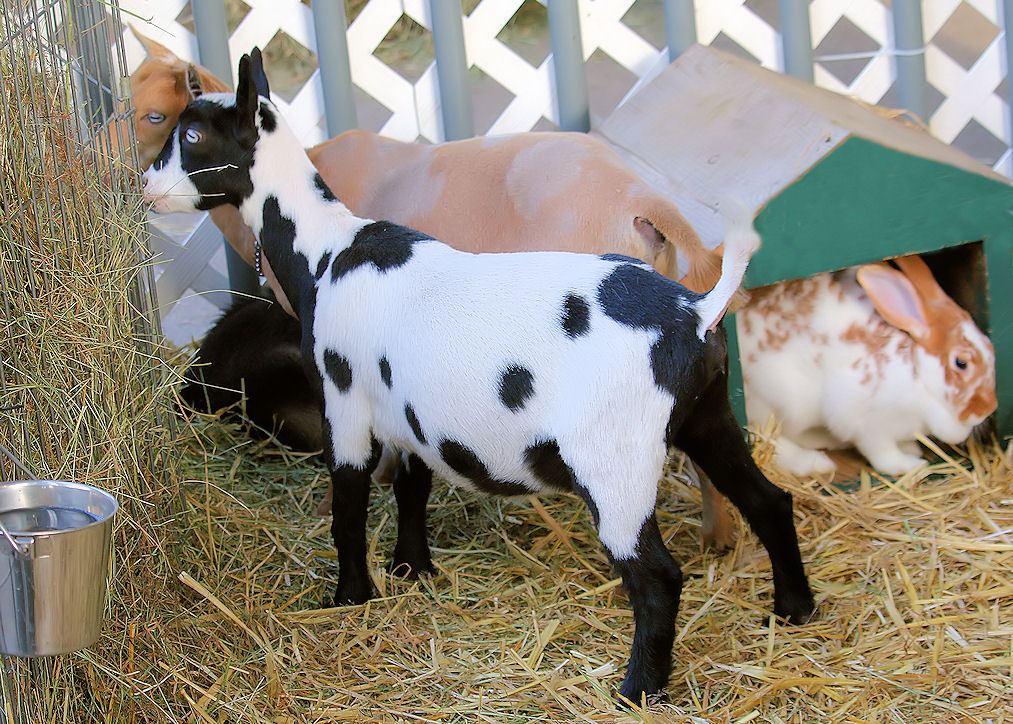 state-fair-display-goat