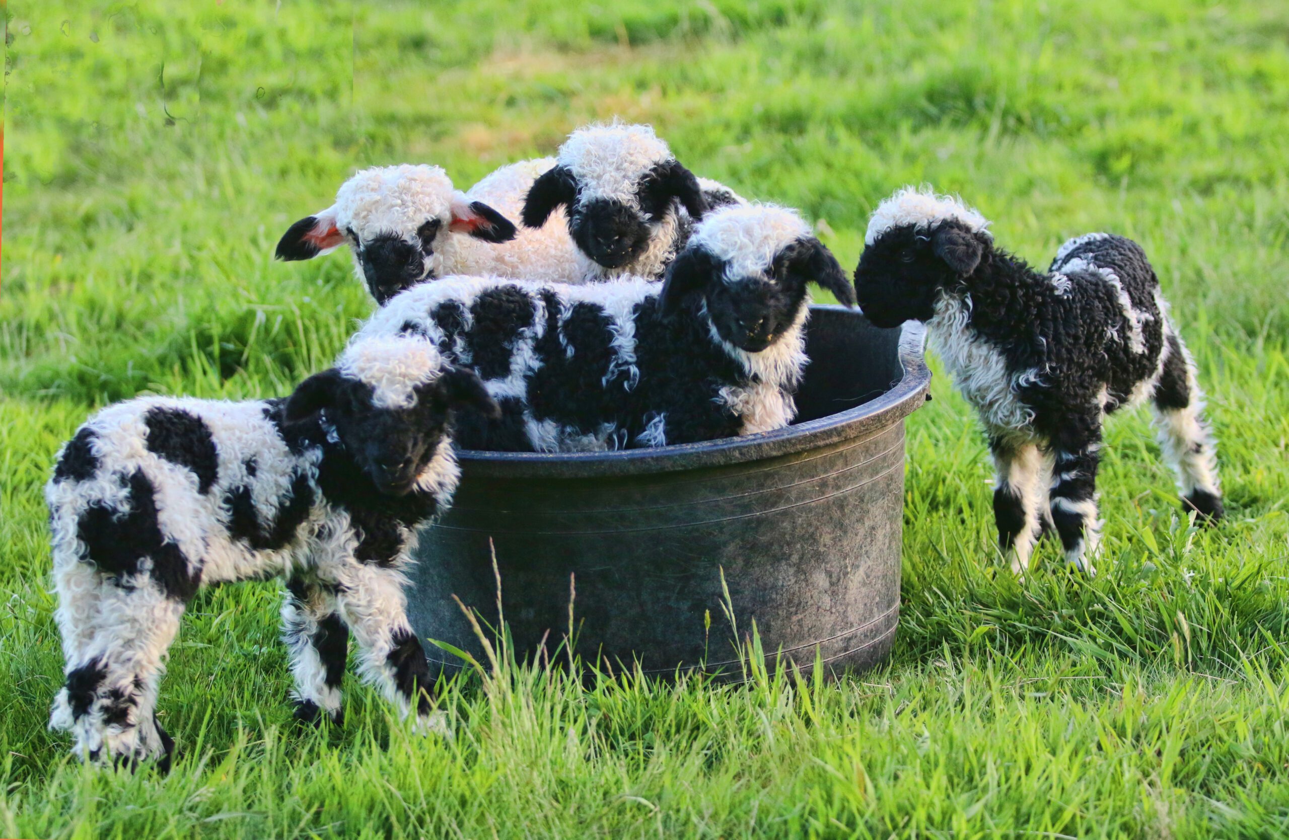 Valais Blacknose spitti lambs
